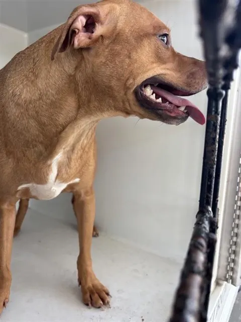 Adoptable Dog