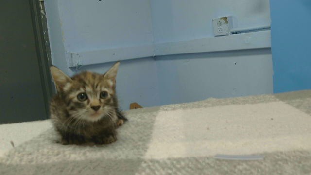 Adoptable Cat