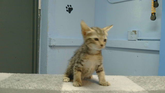 Adoptable Cat
