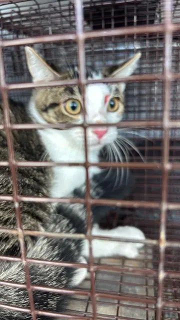 Adoptable Cat