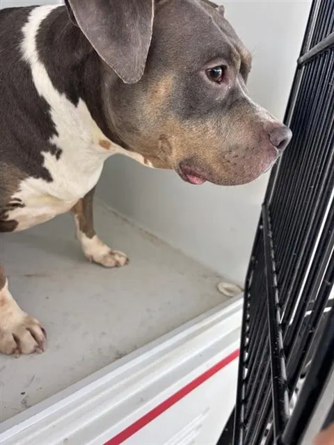 Adoptable Dog