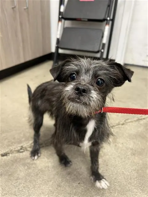 Adoptable Dog