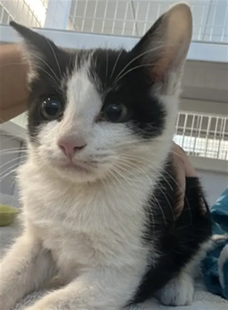 Adoptable Cat