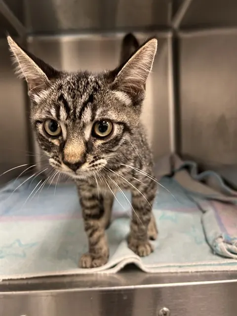Adoptable Cat