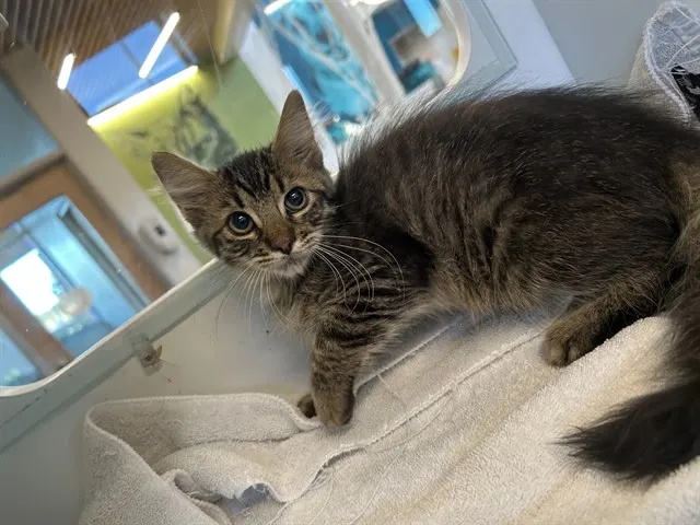 Adoptable Cat