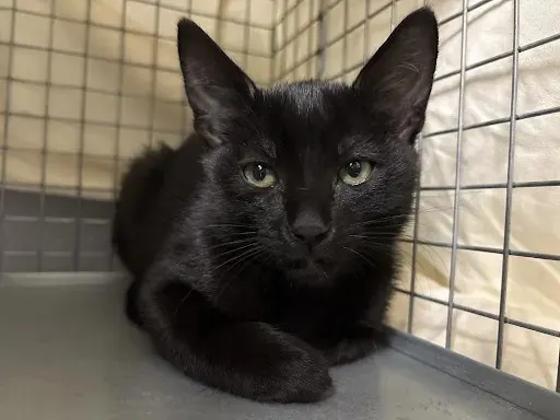 *Black Panther