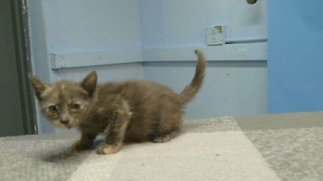Adoptable Cat