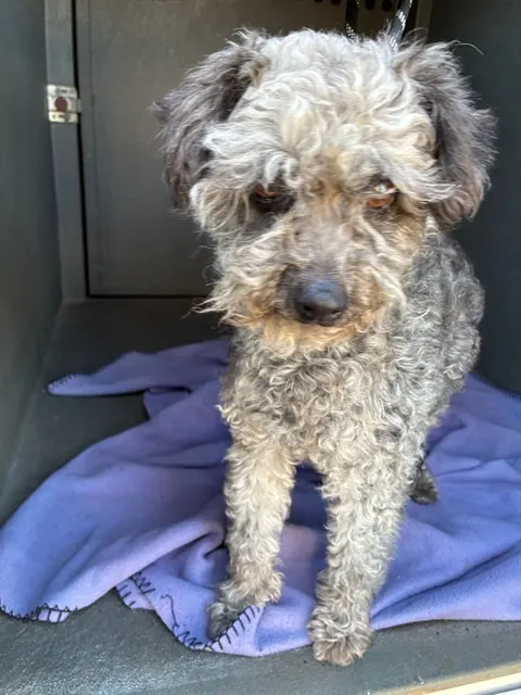 Adoptable Dog
