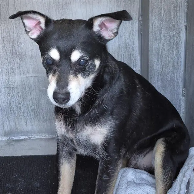 Adoptable Dog