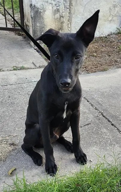 Luca