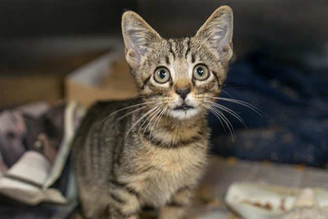 Adoptable Cat
