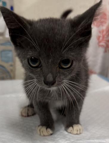 Rika