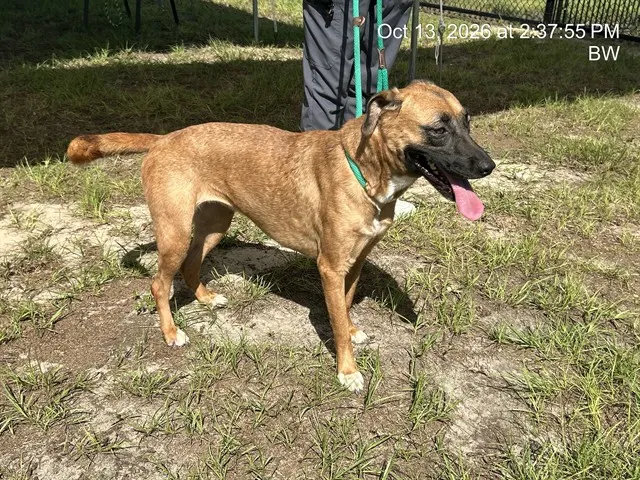 Hazel