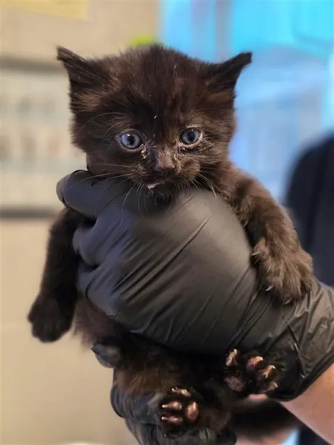 Adoptable Cat