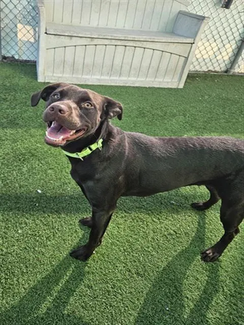 Coco