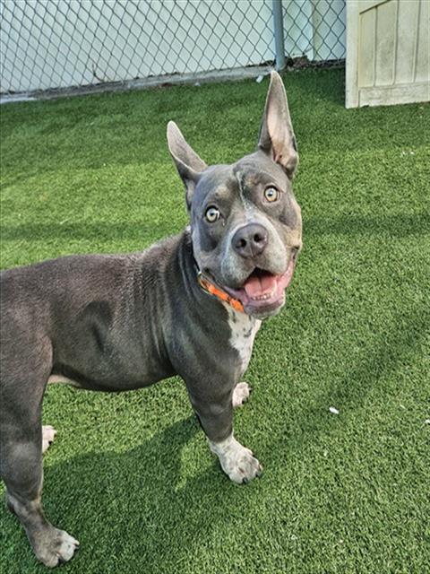 Adoptable Dog