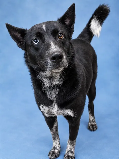 Axel