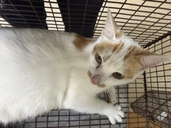 Adoptable Cat