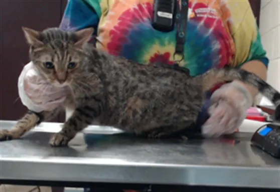 Baby Kitty
