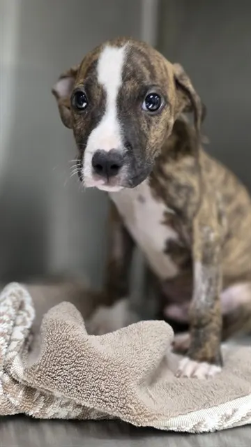 Adoptable Dog