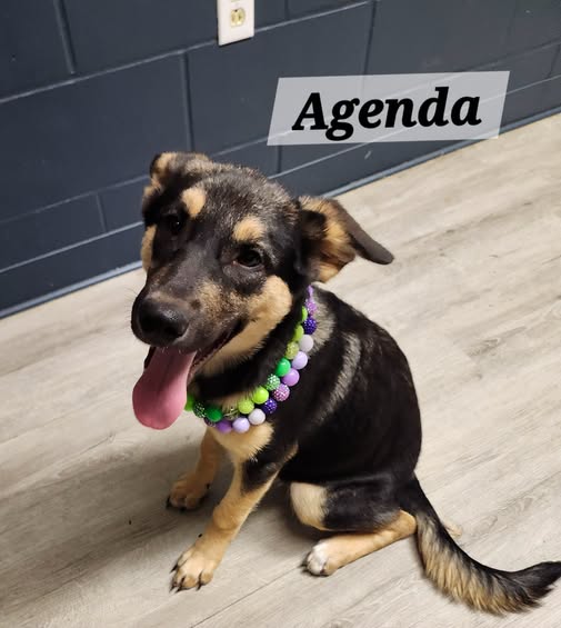 Agenda