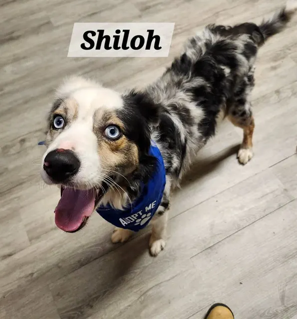 Shiloh