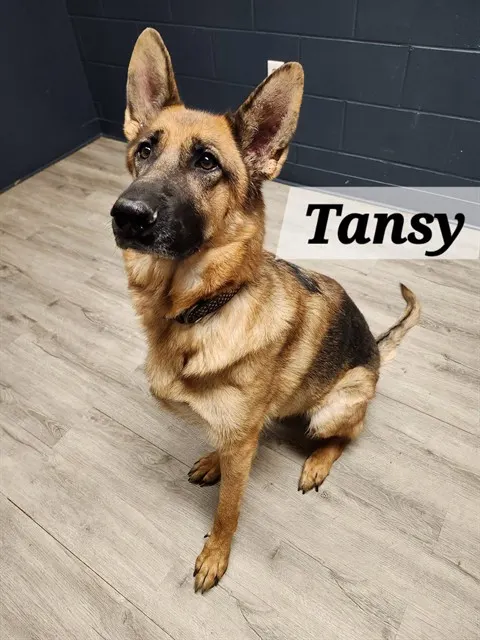 Tansy