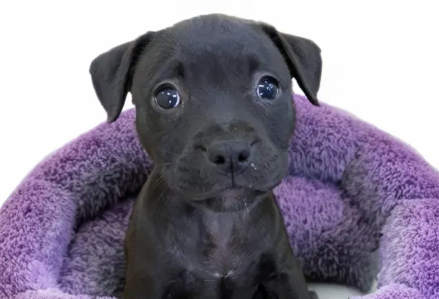 Roxy