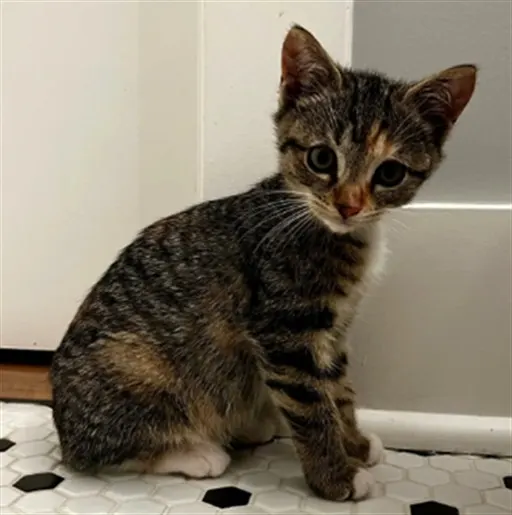 Adoptable Cat