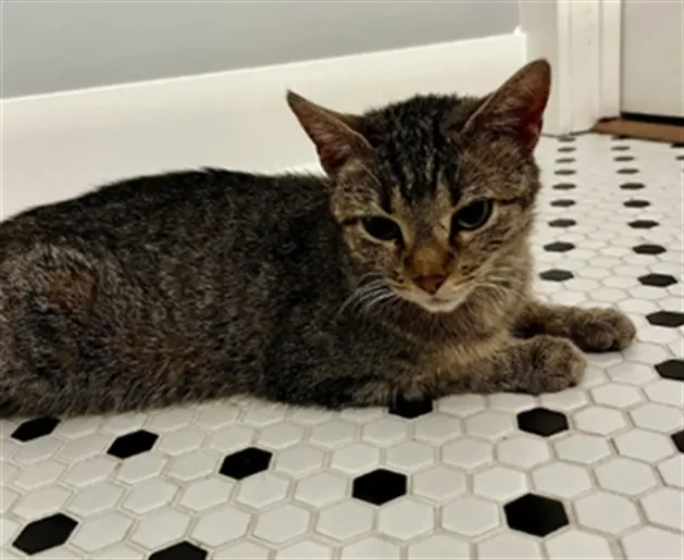 Adoptable Cat