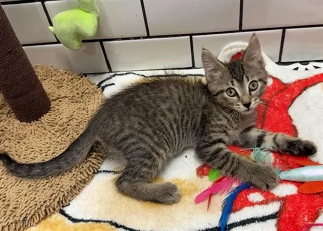 Adoptable Cat