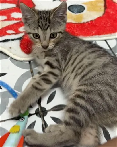 Adoptable Cat