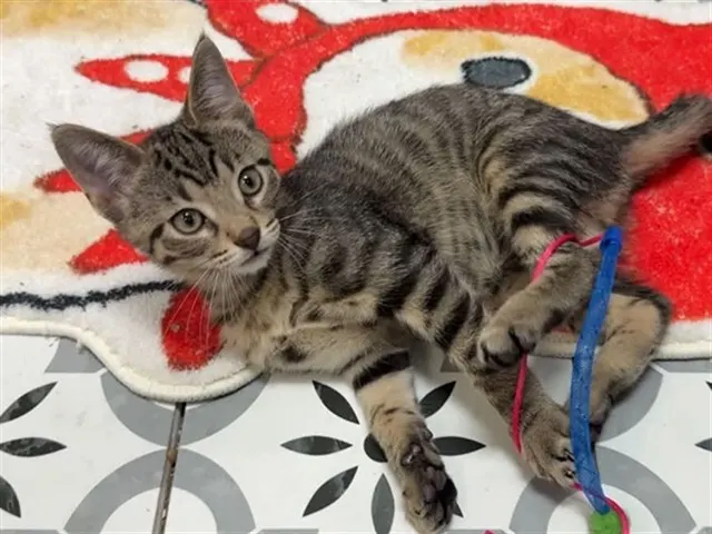 Adoptable Cat