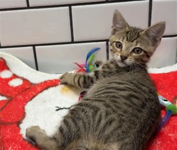Adoptable Cat