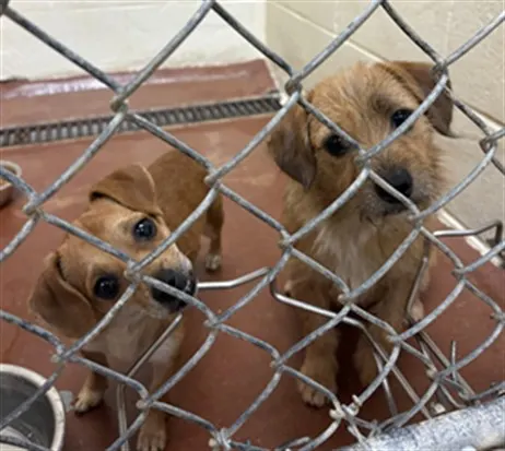 Adoptable Dog