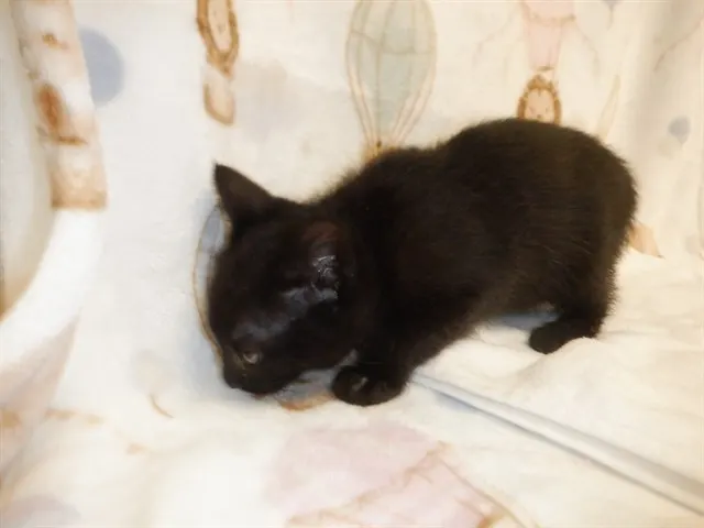 Sammy