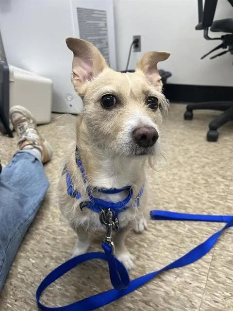 Chloe