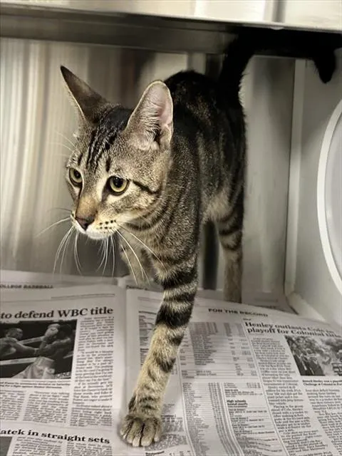 Adoptable Cat