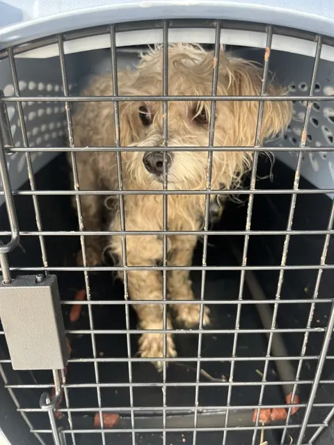 Adoptable Dog