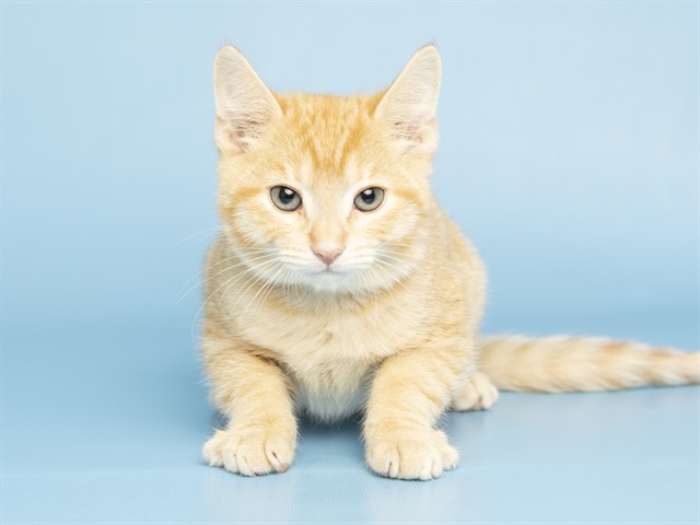 Ken