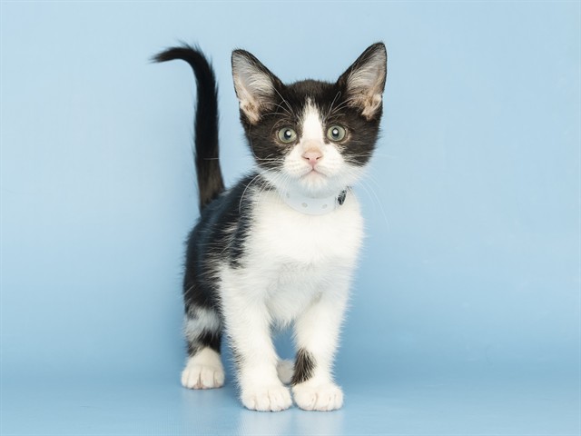 Tux