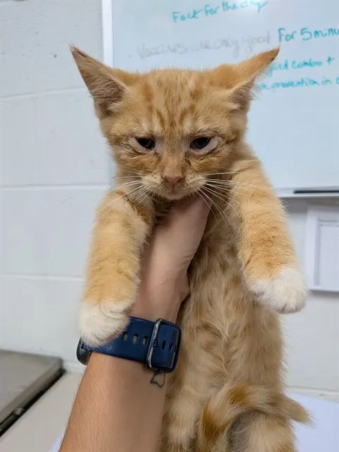 Adoptable Cat