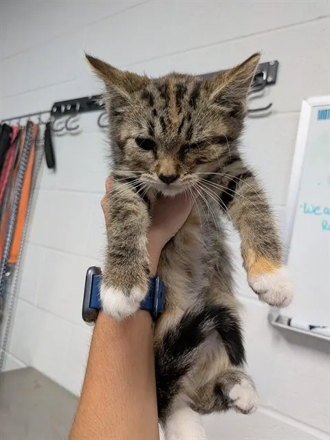 Adoptable Cat