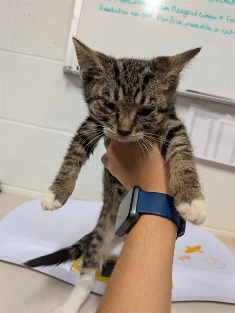Adoptable Cat