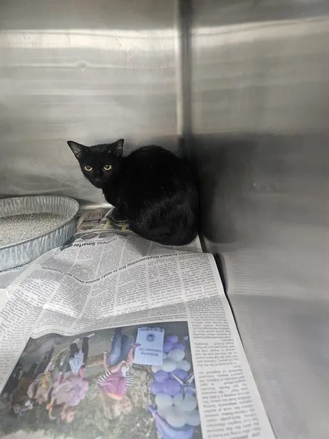 Adoptable Cat