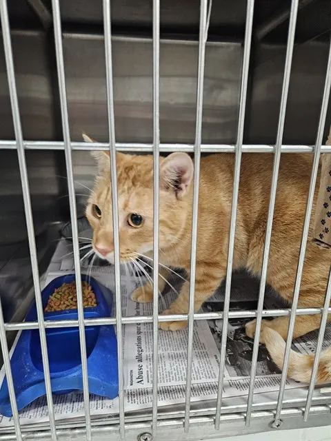 Adoptable Cat