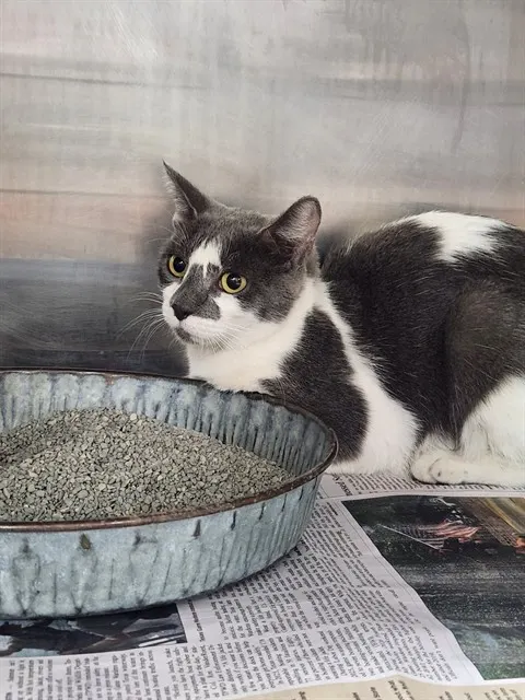 Adoptable Cat