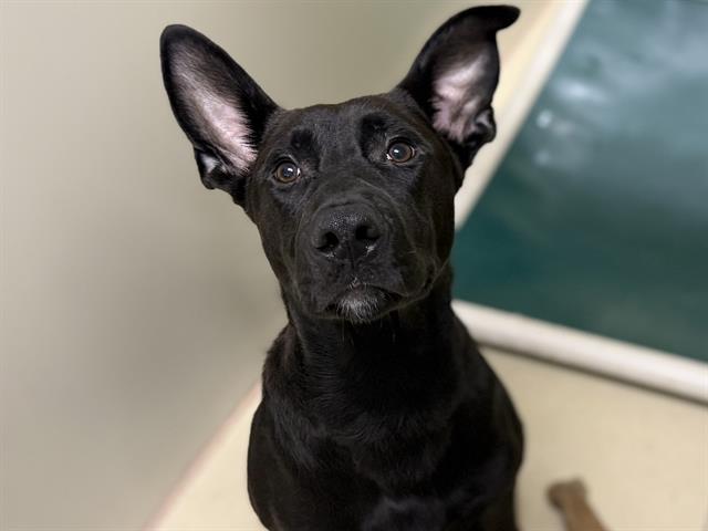 Adoptable Dog