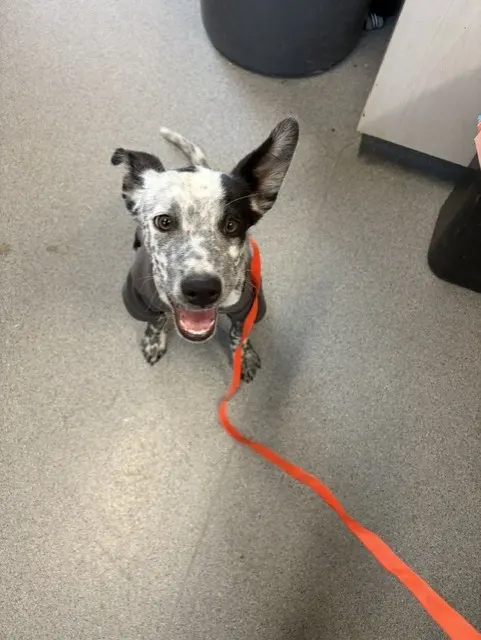 Adoptable Dog