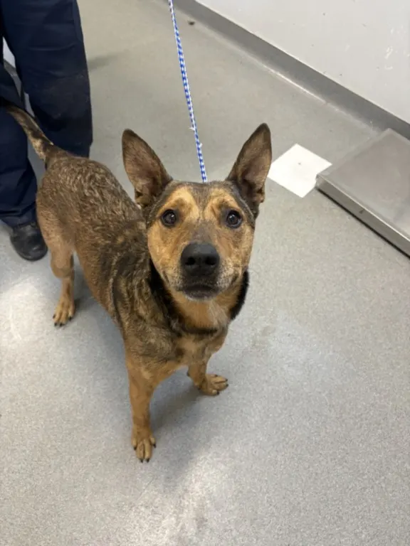 Adoptable Dog